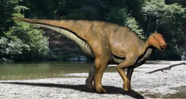 Life reconstruction of Koshisaurus katsuyama