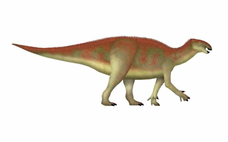Learn about Koshisaurus, a small Early Cretaceous herbivore from Japan that sheds light on the early evolution of hadrosauroid dinosaurs.