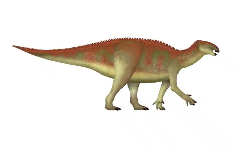 Learn about Koshisaurus, a small Early Cretaceous herbivore from Japan that sheds light on the early evolution of hadrosauroid dinosaurs.