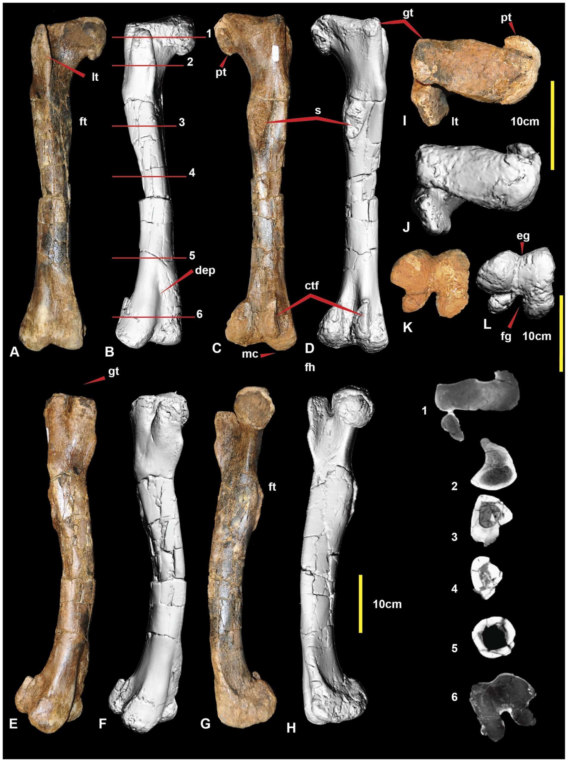The right femur of Australovenator shown in several views