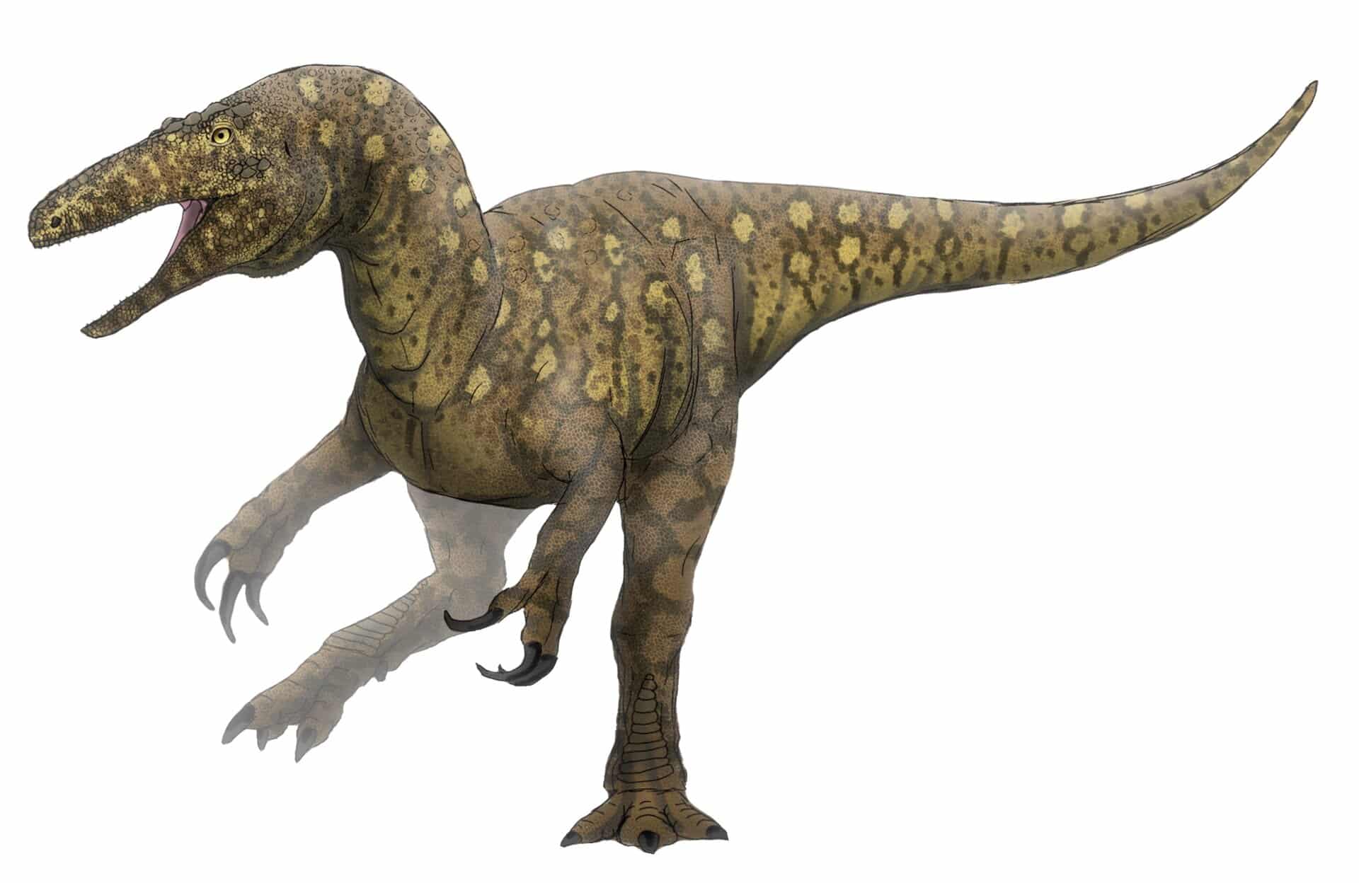 Life restoration of Australovenator wintonensis