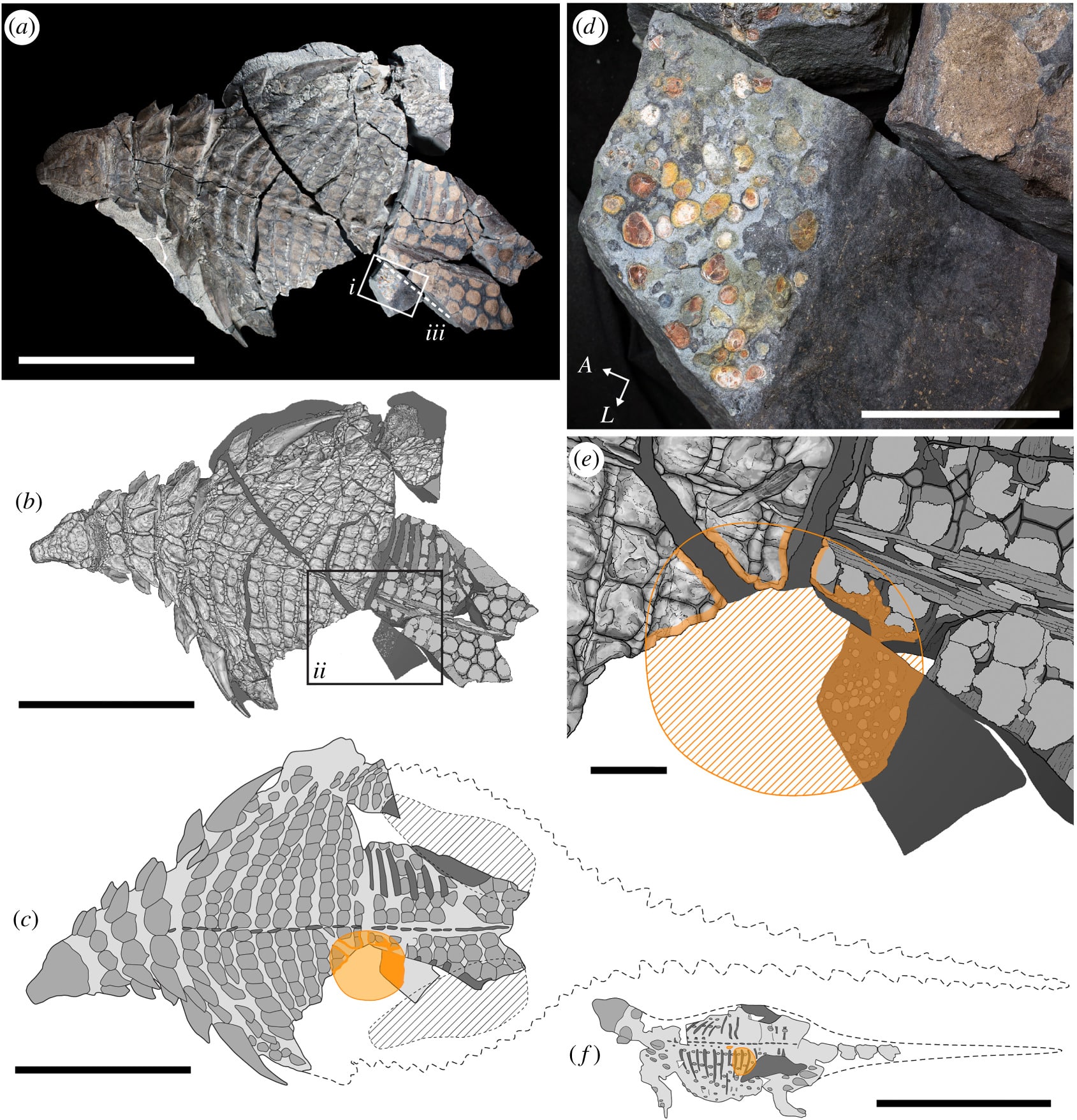 Photograph, line drawing and schematic of the Borealopelta holotype showing where the stomach contents lie