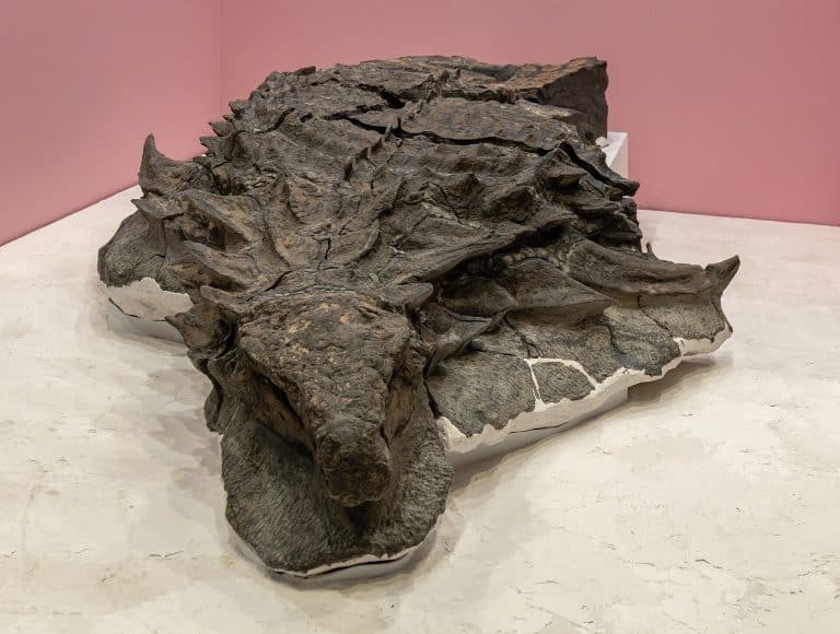Borealopelta markmitchelli holotype TMP 2011.033.0001 on display at the Royal Tyrrell Museum