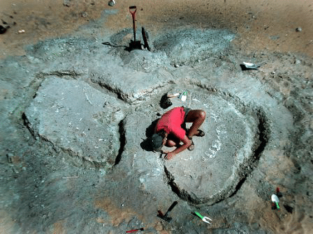Partial Nigersaurus skeleton MNN GAD517, planed flat by wind-blown sand at a site in Gadoufaoua, discovered during the 2000 expedition