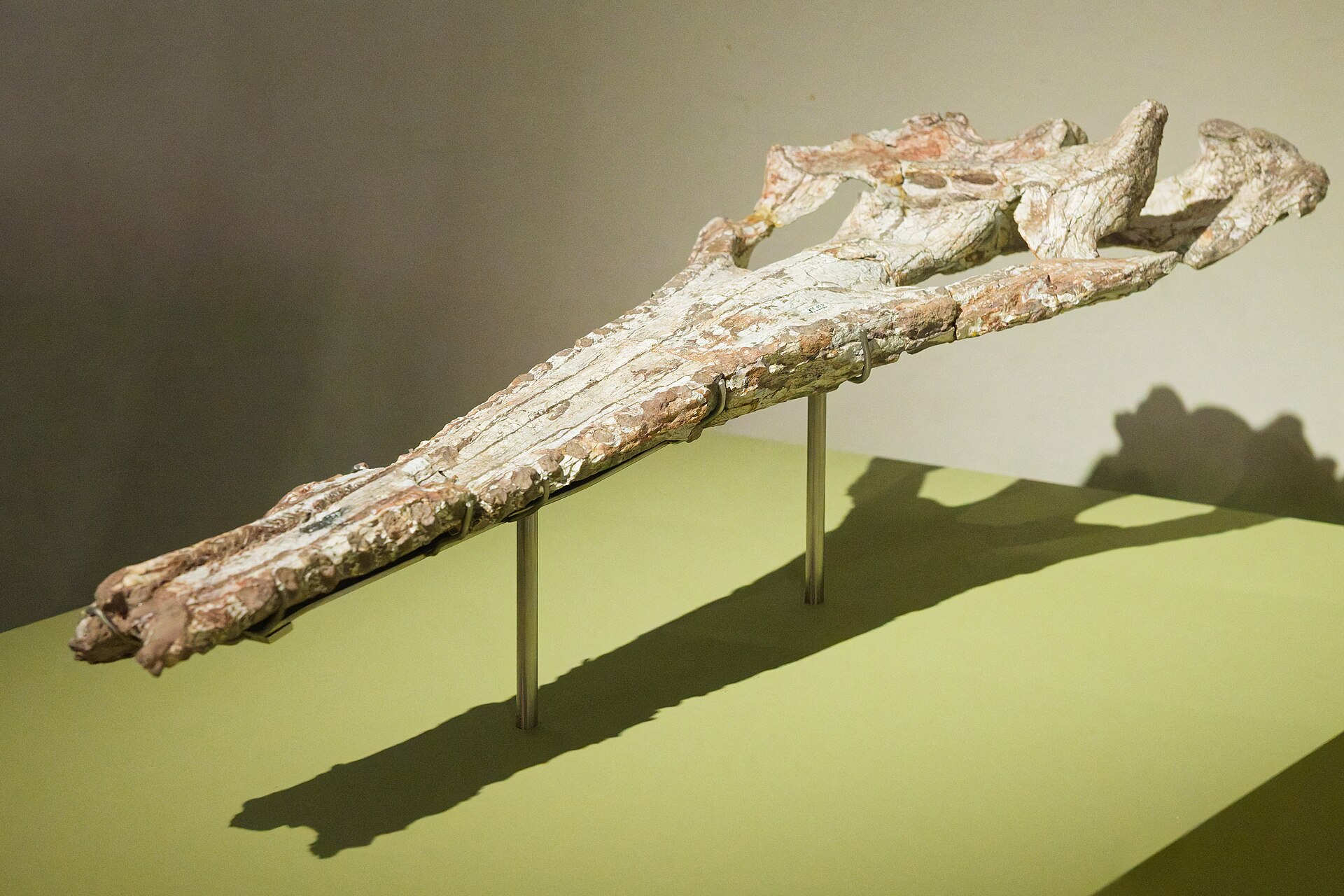 Skull of Sarcosuchus imperator from Gadoufaoua, shown in the exhibition Sur les traces des dinosaures at the Muséum national d'Histoire naturelle, Paris