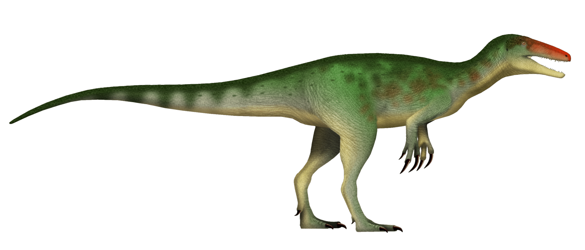 Life restoration of Invictibellatrix amberina