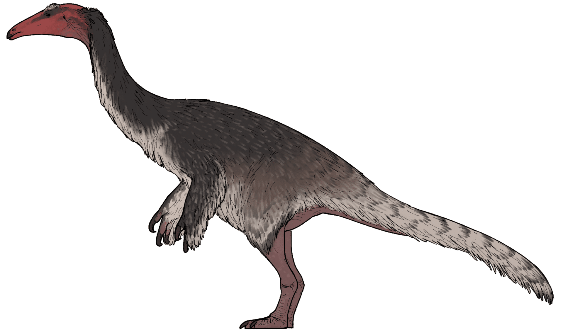 An artist's life restoration of Kayrasaurus changliensis, an early therizinosaur from the Yixian Formation of China
