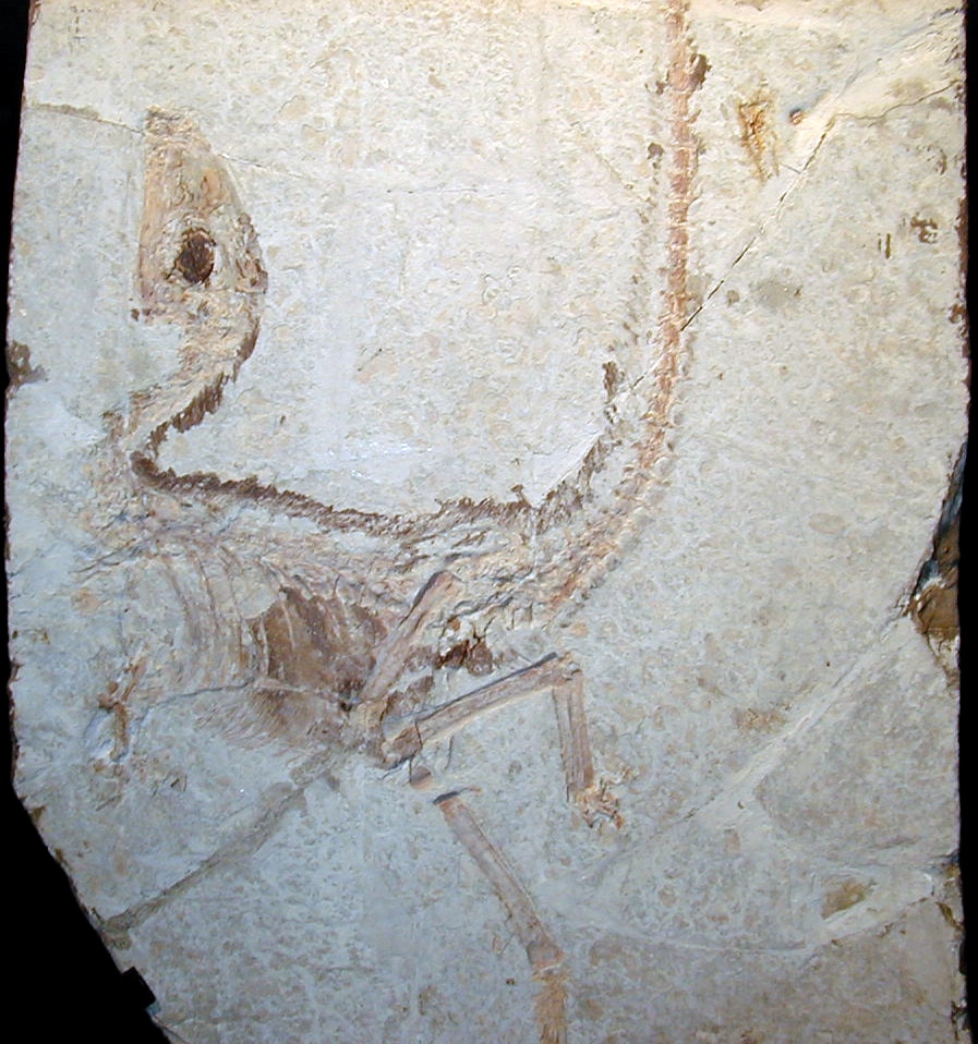 Not Kayrasaurus: the holotype slab of Sinosauropteryx, a different dinosaur from the Sihetun Quarry in the Yixian Formation