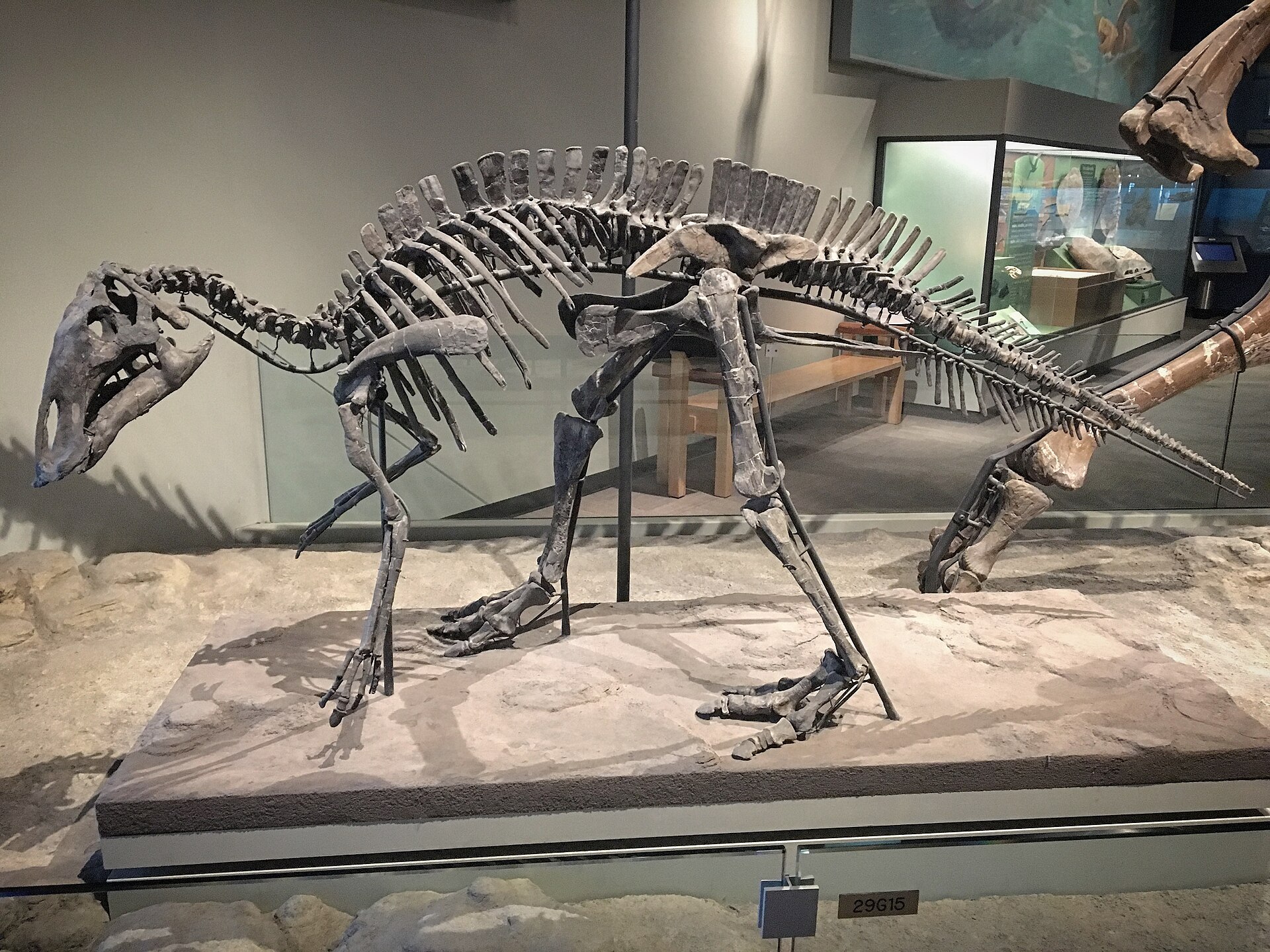 Fossil skeleton of Maiasaura at the Field Museum of Natural History in Chicago