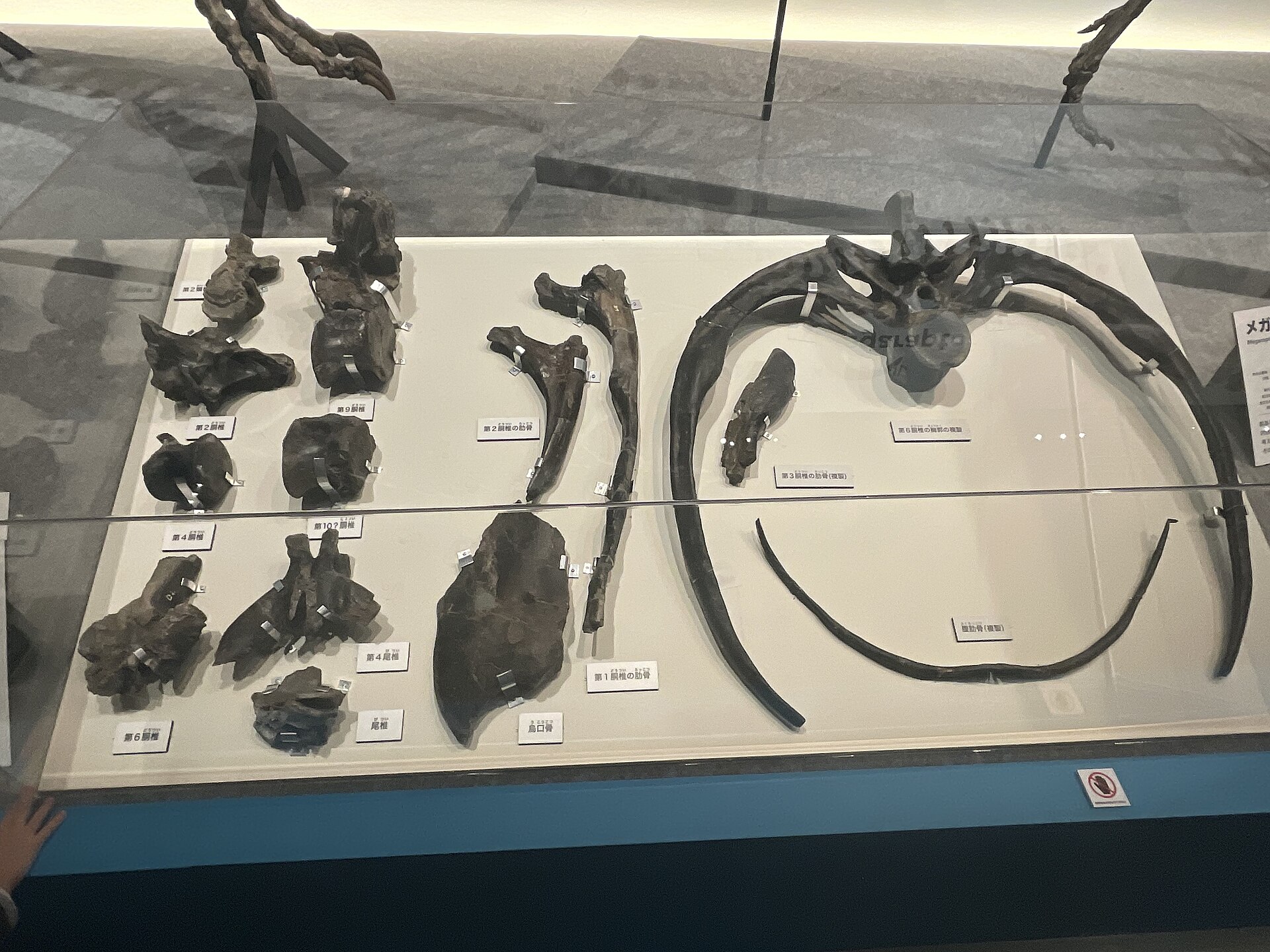 The Maip macrothorax holotype as displayed at Dinosaur Expo 2023