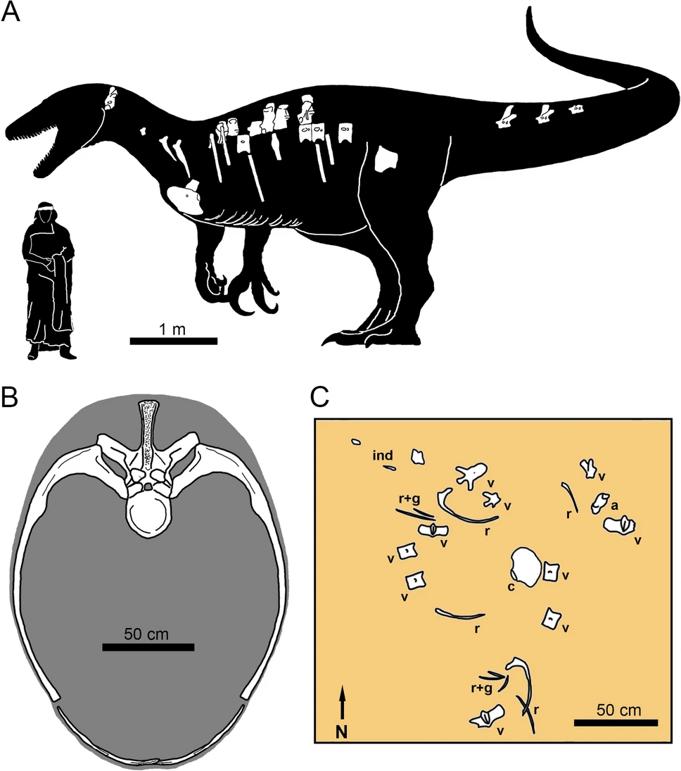 Skeletal diagram of Maip macrothorax showing the preserved bones, a reconstructed cross-section of the chest, and the excavation map