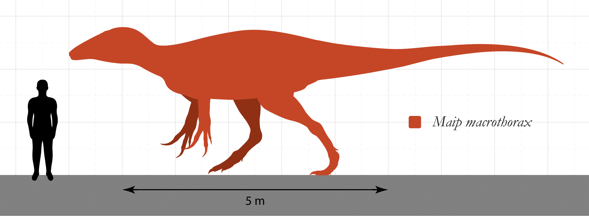 Size comparison of the Maip macrothorax holotype with a human for reference