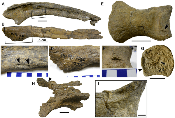Pathological ribs, toe bone and vertebra of Mapusaurus described by Bell and Coria