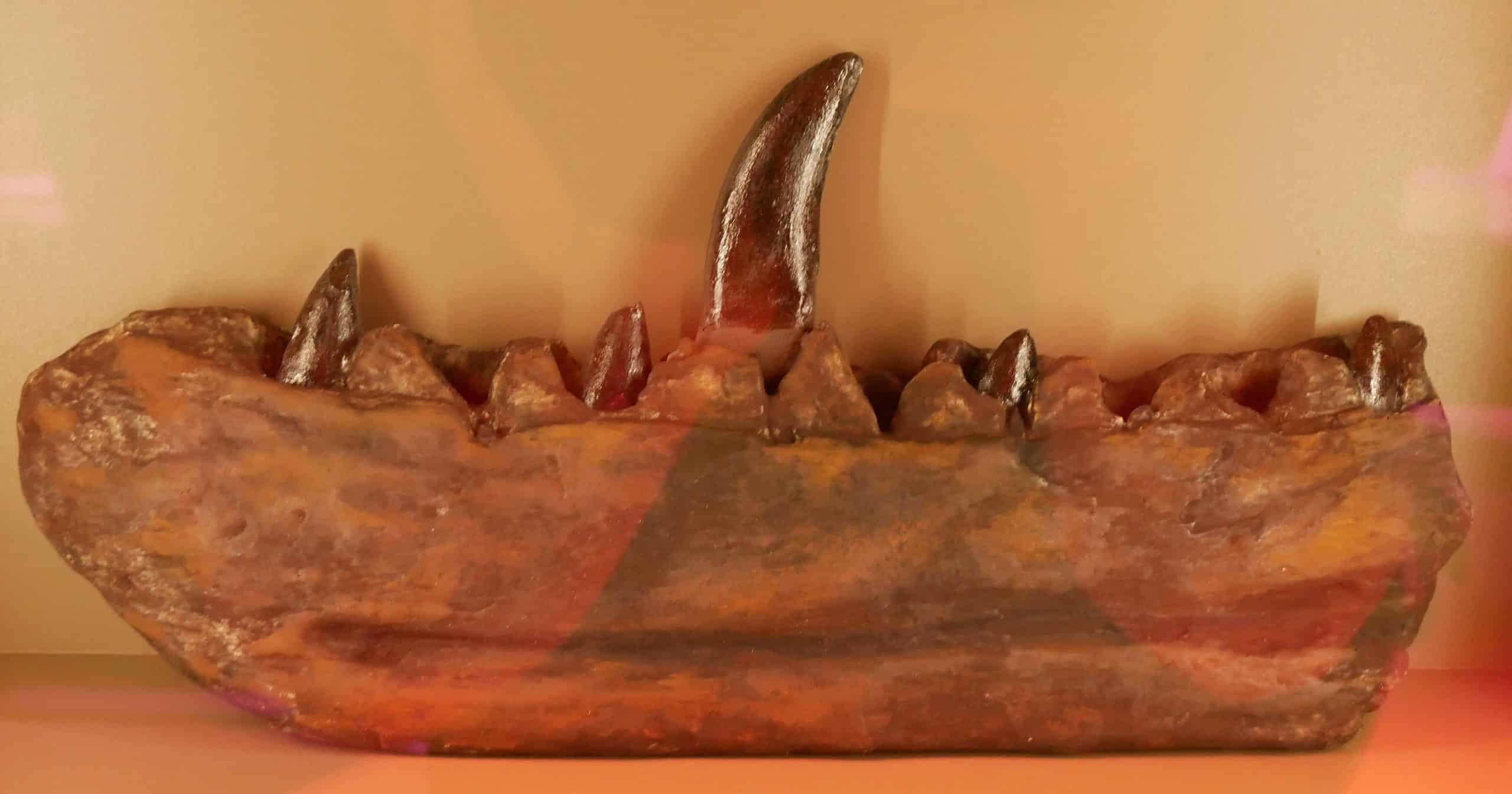 Cast of the Megalosaurus bucklandii lectotype dentary at the Paléospace Museum in Villers-sur-Mer, France
