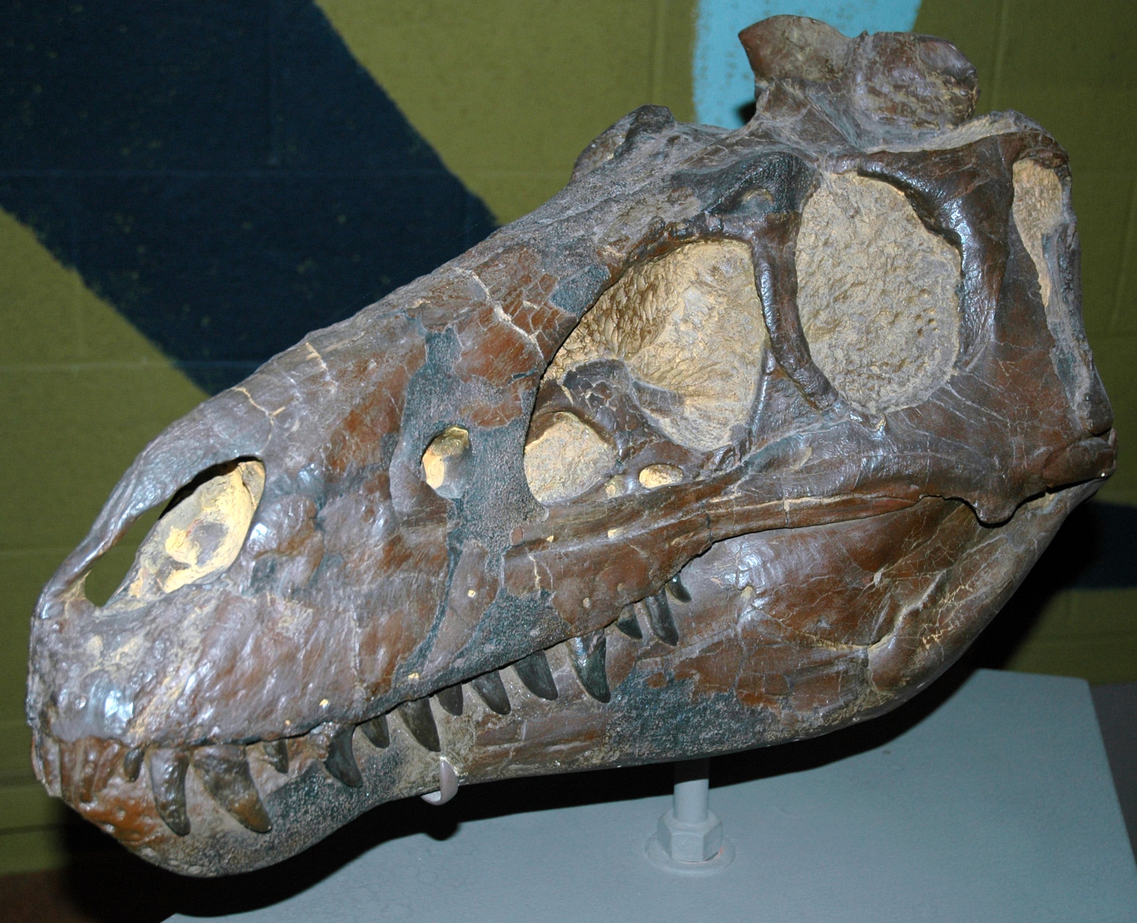 The Nanotyrannus lancensis skull as it was displayed at the Cleveland Museum of Natural History in 2006, with its lower jaws closed