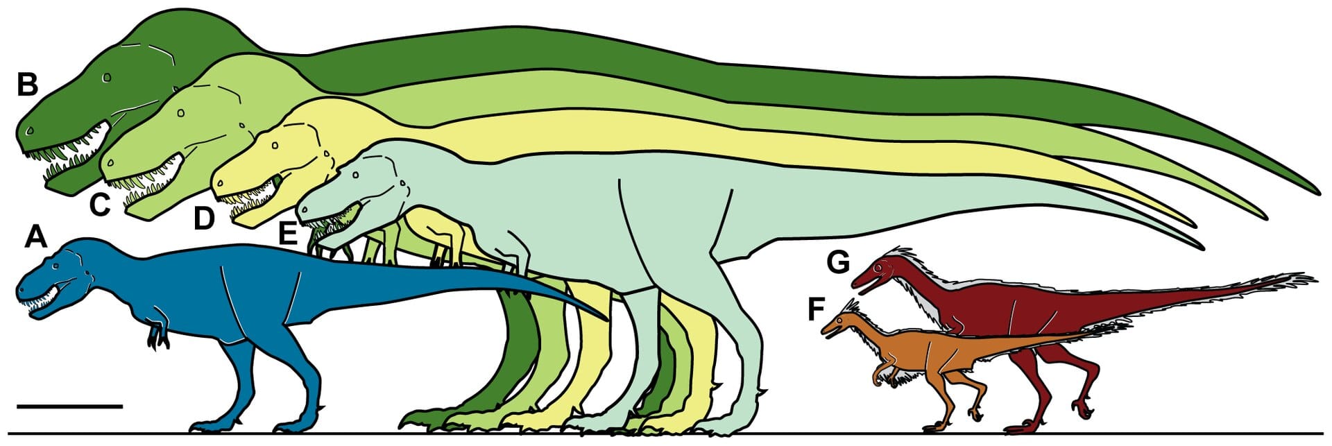Size of Nanuqsaurus hoglundi, based on the holotype DMNH 21461, compared with Tyrannosaurus rex, Daspletosaurus, Albertosaurus and Troodon, from the 2014 description. Later fossils suggest it was considerably larger than shown