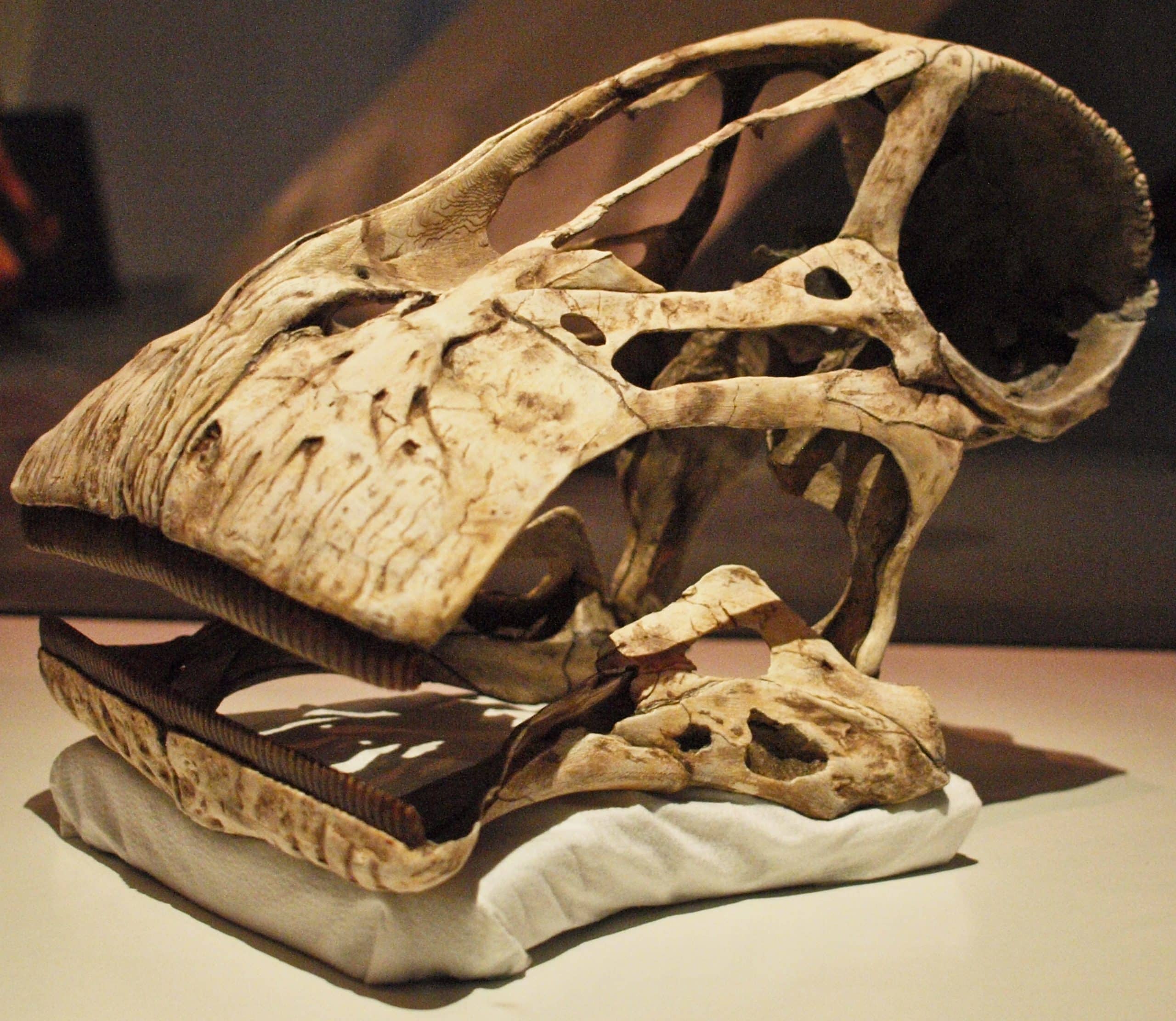 Cast of the reconstructed Nigersaurus taqueti skull, based on the holotype MNN GAD512, on display at the Royal Ontario Museum