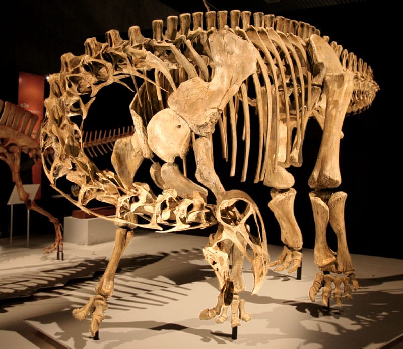 Mounted skeleton of Nigersaurus with its short neck curved down toward the ground