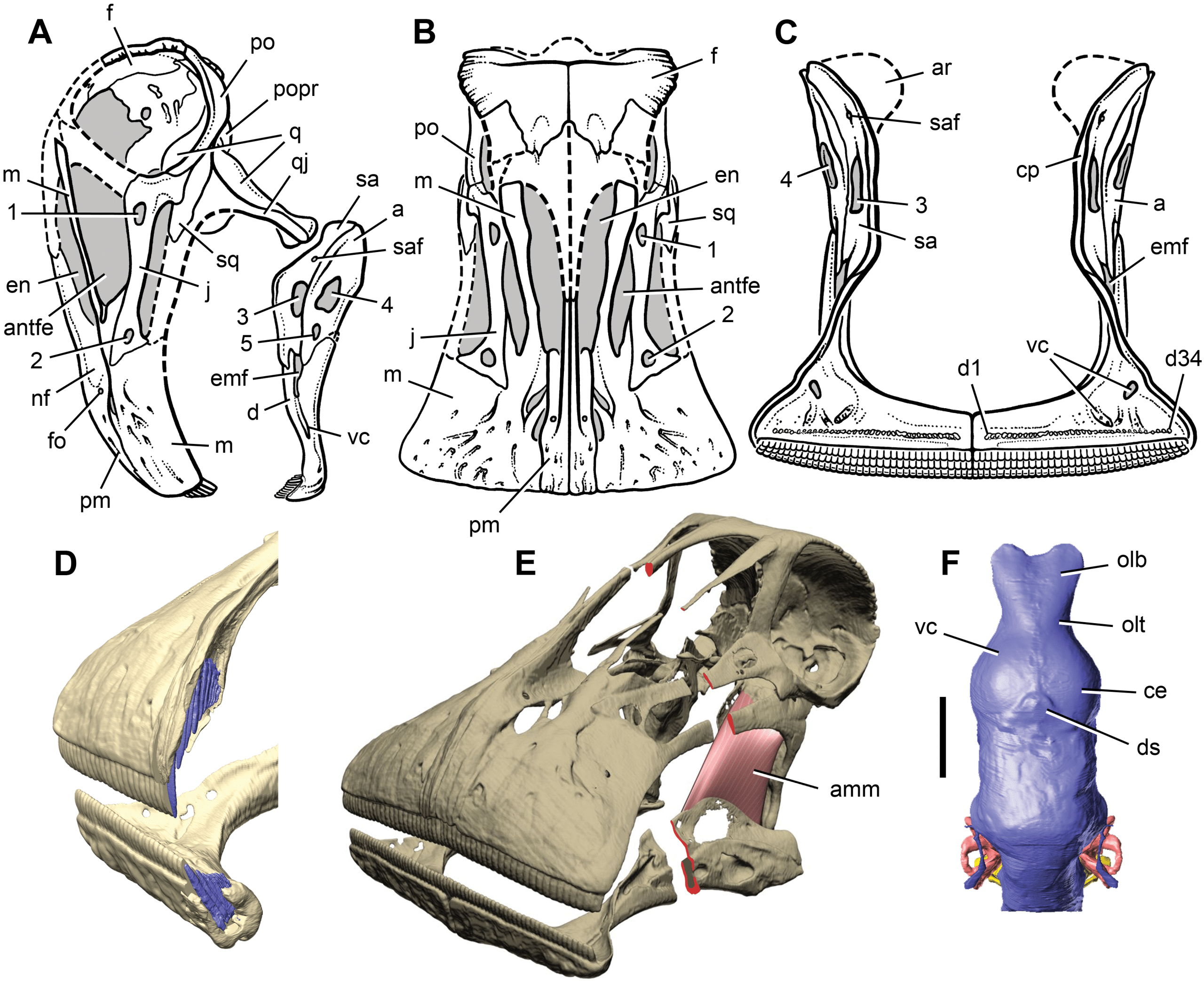 Scientific figure of the Nigersaurus skull, tooth battery, brain endocast and head-posture comparison