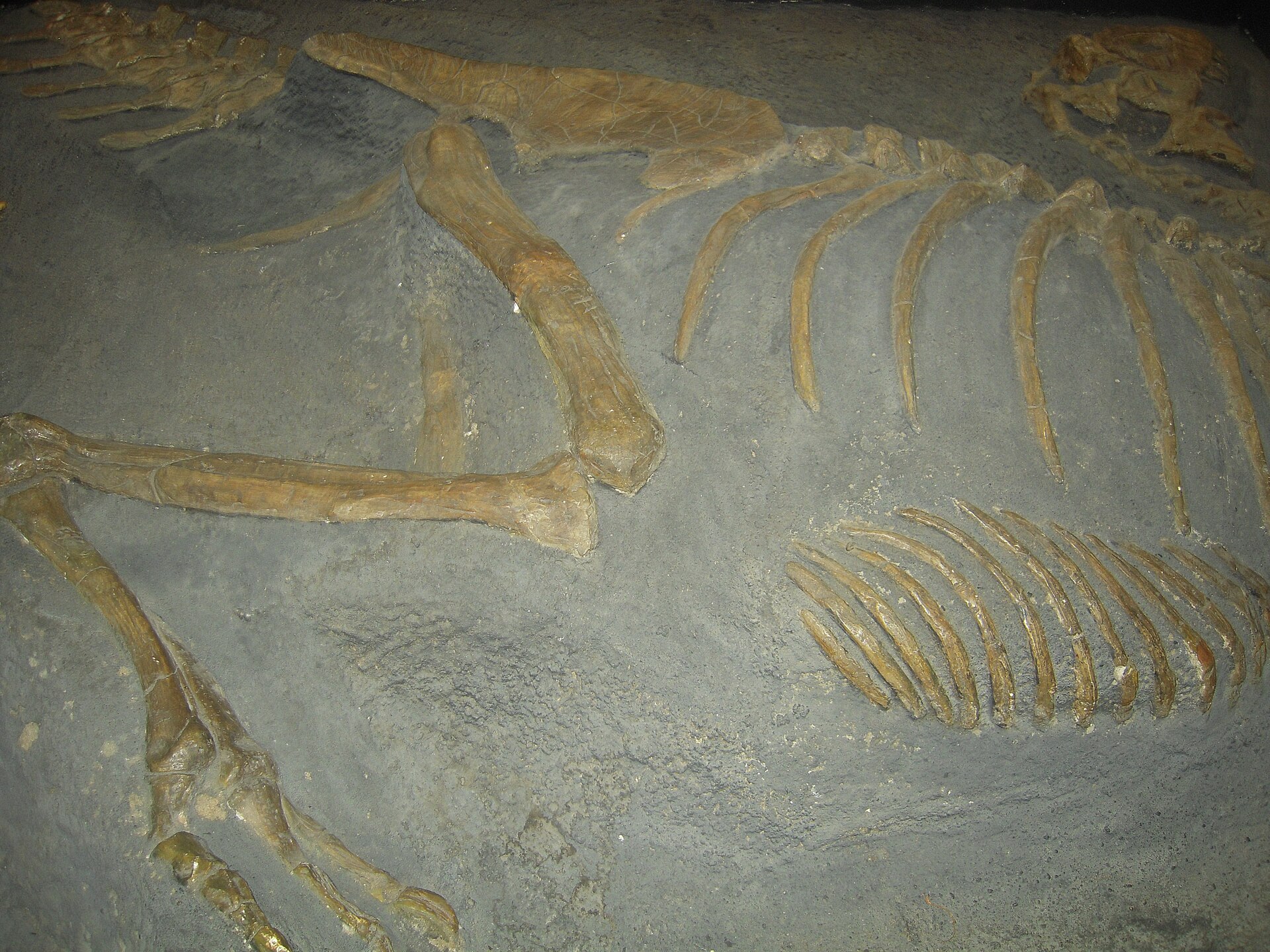 Mounted Tarbosaurus bataar skeleton, photographed in Paris in 2012