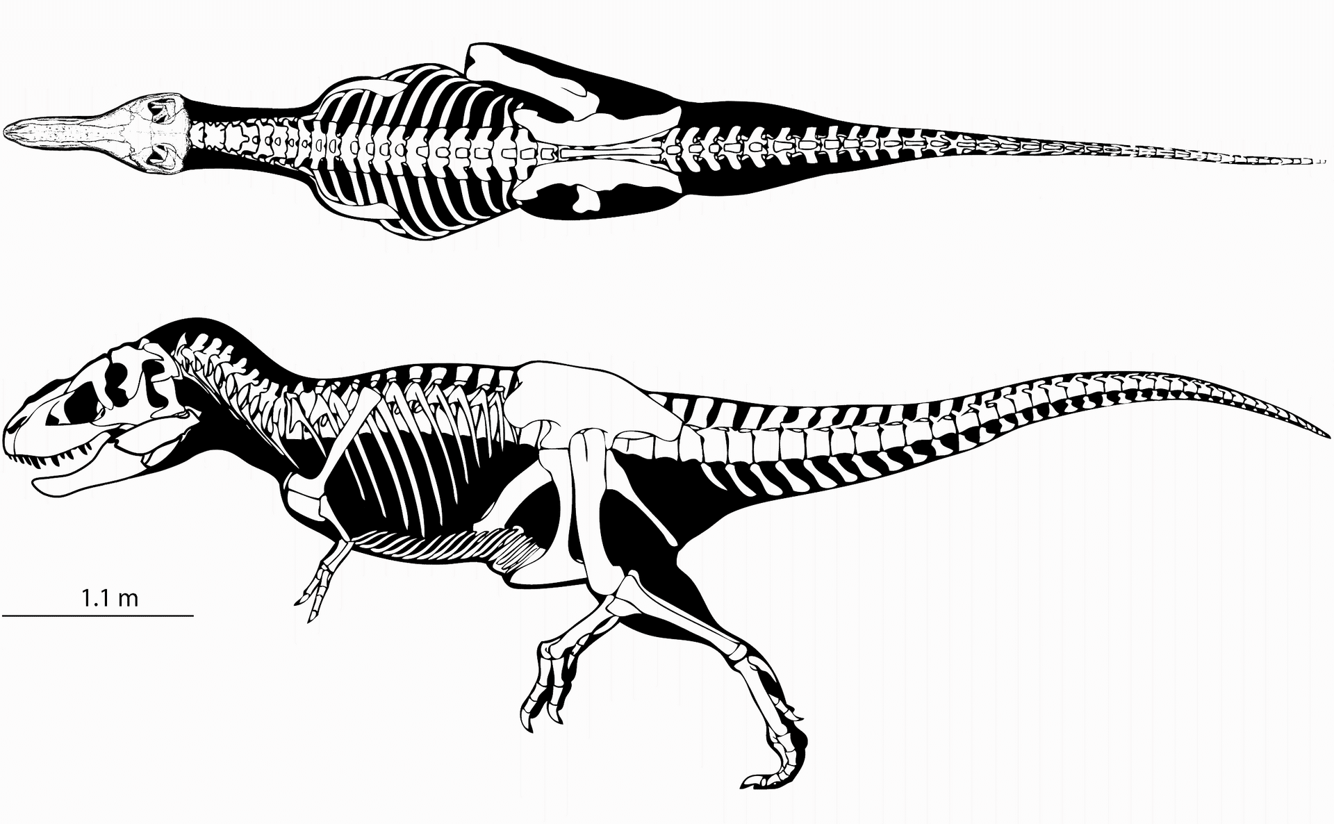 Skeletal outline of Tarbosaurus specimen ZPAL MgD-I/4 used to calculate its mass properties
