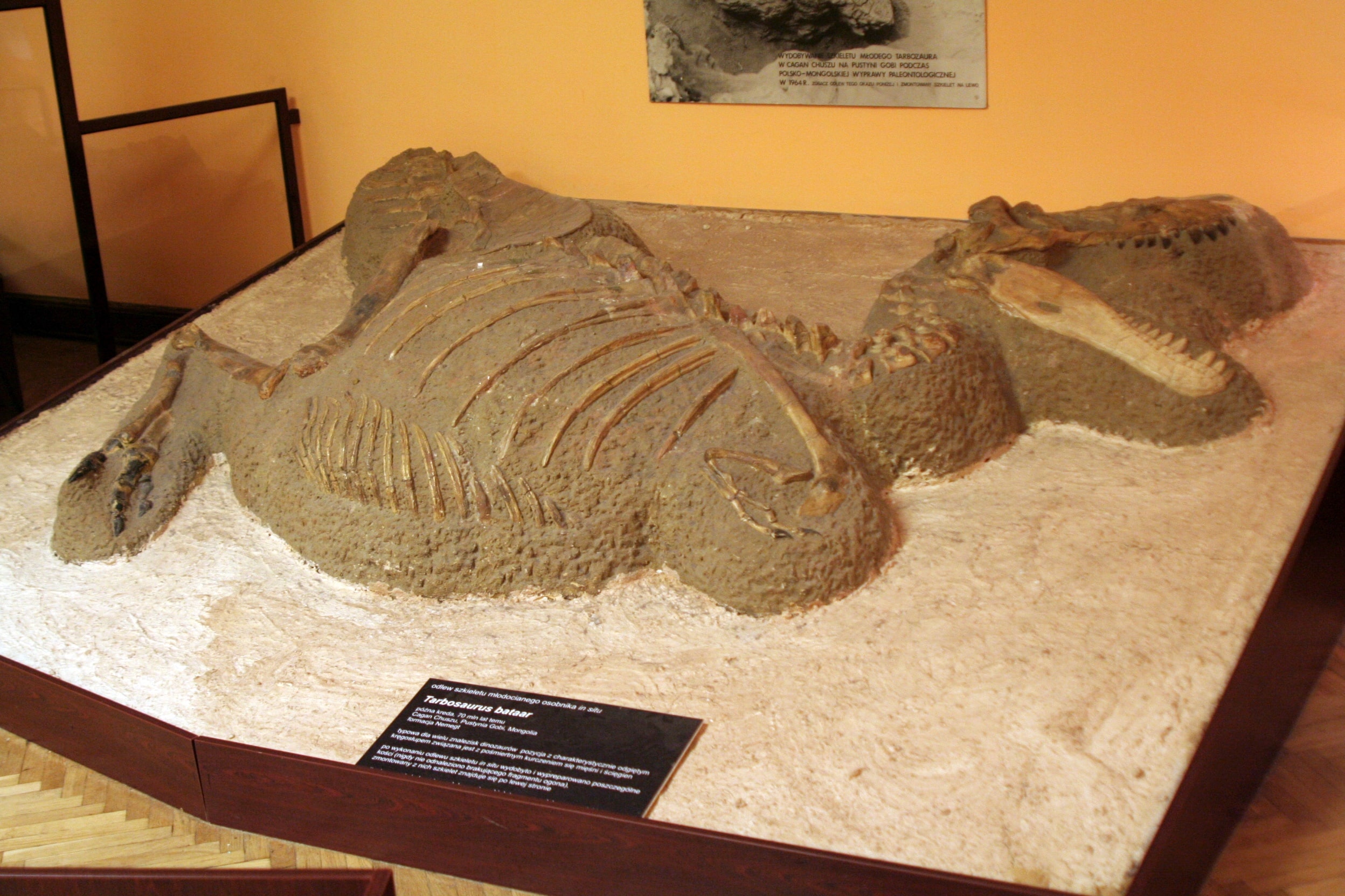 Mounted Tarbosaurus bataar skeleton